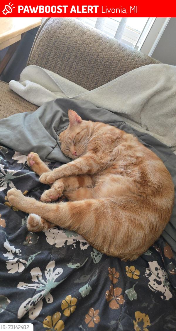 Lost Male Cat last seen SMB ests - Schoolcraft Rd./Levan Rd./5 Mile Rd., Livonia, MI 48154