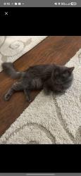 Reunited Male Cat last seen 173rd between Lipto and Tarkington, Cleveland, OH 44128