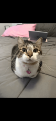Lost Female Cat last seen Stewart ave, Bidwell ave, top notch smoke shop, Chico, CA 95926