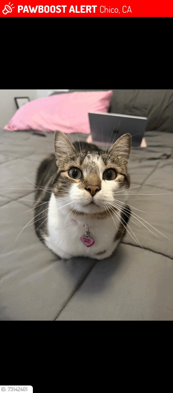 Lost Female Cat last seen Stewart ave, Bidwell ave, top notch smoke shop, Chico, CA 95926