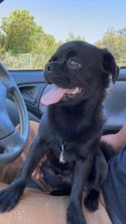 Lost Male Dog last seen Near 17th st Richmond ca 94801, Richmond, CA 94801
