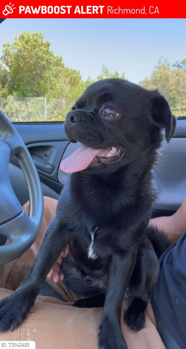 Lost Male Dog last seen Near 17th st Richmond ca 94801, Richmond, CA 94801