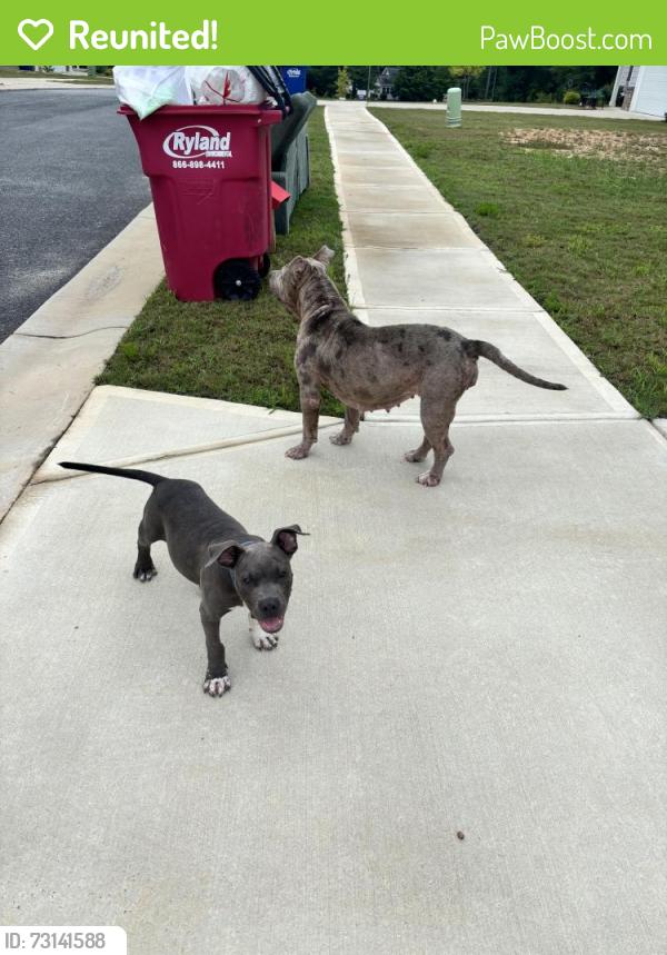 Reunited Female Dog last seen At the entrance to the Arrowhead by the Lake neighborhood in Lizella, Lizella, GA 31052