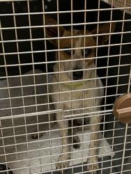 Shelter Stray Female Dog last seen Near and promise rd, Hamilton County, IN, 10501 Hague Rd, Fishers, IN 46038, USA