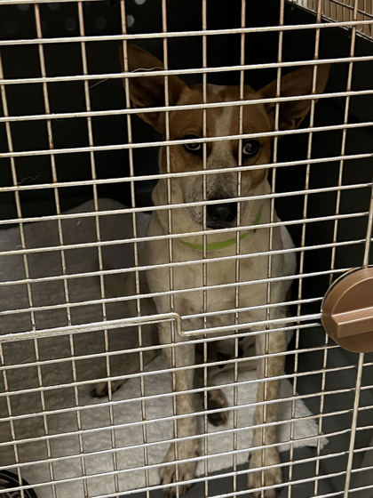 Shelter Stray Female Dog last seen Near and promise rd, Hamilton County, IN, 10501 Hague Rd, Fishers, IN 46038, USA