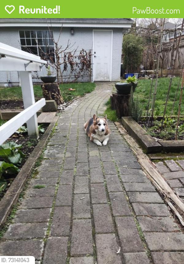 Reunited Male Dog last seen West 12th and Trimble, Vancouver, BC V6R 2R1