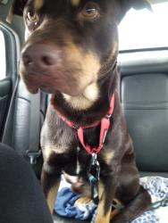Lost Male Dog last seen 204th ave se kent, Kent, WA 98031