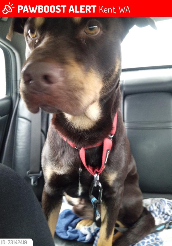 Lost Male Dog last seen 204th ave se kent, Kent, WA 98031