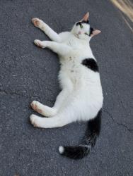 Lost Male Cat last seen Rimrock Rd, Stroudsburg, PA 18360