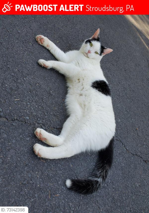 Lost Male Cat last seen Rimrock Rd, Stroudsburg, PA 18360