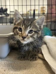 Shelter Stray Unknown Cat last seen I71 N Fulton exit, 2nd District, OH, 9203 Detroit Ave, Cleveland, OH 44102, USA