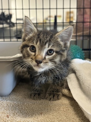 Shelter Stray Unknown Cat last seen I71 N Fulton exit, 2nd District, OH, 9203 Detroit Ave, Cleveland, OH 44102, USA