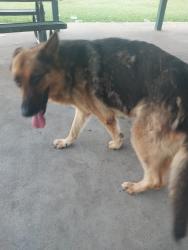 Found/Stray Male Dog last seen maxwell park library, Tulsa, OK 74115