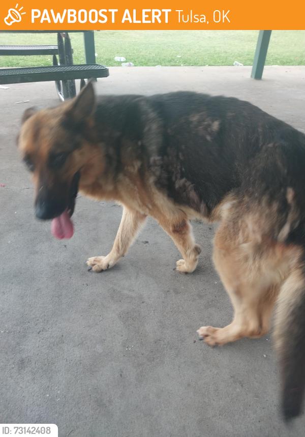 Found/Stray Male Dog last seen maxwell park library, Tulsa, OK 74115