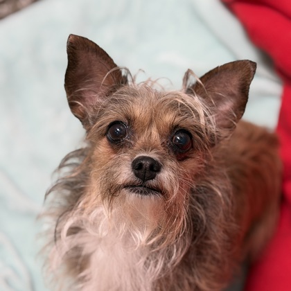 Shelter Stray Female Dog last seen Near Florin Perkins Rd, City of Sacramento, CA, 6201 Florin Perkins Rd, Sacramento, CA 95828, USA