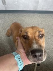 Shelter Stray Female Dog last seen Jones County Line Road, Other County, NC, 1639 Old Airport Rd, New Bern, NC 28562, USA