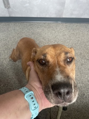 Shelter Stray Female Dog last seen Jones County Line Road, Other County, NC, 1639 Old Airport Rd, New Bern, NC 28562, USA