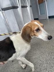 Shelter Stray Female Dog last seen Jones County Line Road, Other County, NC, 1639 Old Airport Rd, New Bern, NC 28562, USA