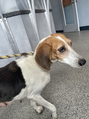 Shelter Stray Female Dog last seen Jones County Line Road, Other County, NC, 1639 Old Airport Rd, New Bern, NC 28562, USA