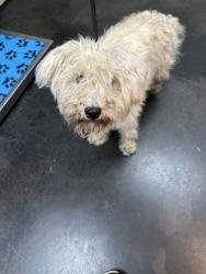 Shelter Stray Female Dog last seen Orange Mound, Memphis, TN, 935 Farm Rd, Memphis, TN 38134, USA
