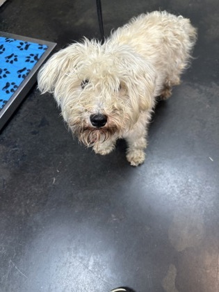 Shelter Stray Female Dog last seen Orange Mound, Memphis, TN, 935 Farm Rd, Memphis, TN 38134, USA