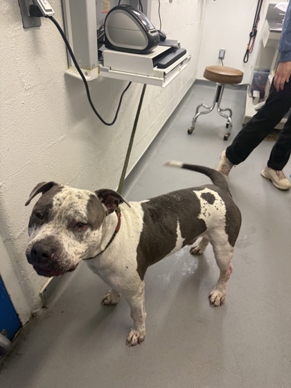 Shelter Stray Male Dog last seen Near block of 4th Ave S, Seattle, WA, 2061 15th Ave W, Seattle, WA 98119, USA