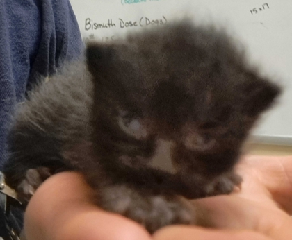 Shelter Stray Female Cat last seen Sam Bell Rd Burlington 98233, Skagit County, WA, 18911 Kelleher Rd, Burlington, WA 98233, USA