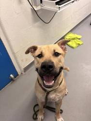 Shelter Stray Male Dog last seen Near block of 4th Ave S, Seattle, WA, 2061 15th Ave W, Seattle, WA 98119, USA
