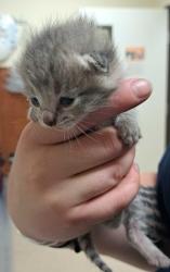 Shelter Stray Male Cat last seen Sam Bell Rd Burlington 98233, Skagit County, WA, 18911 Kelleher Rd, Burlington, WA 98233, USA