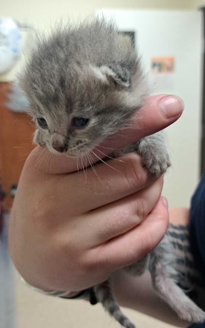 Shelter Stray Male Cat last seen Sam Bell Rd Burlington 98233, Skagit County, WA, 18911 Kelleher Rd, Burlington, WA 98233, USA