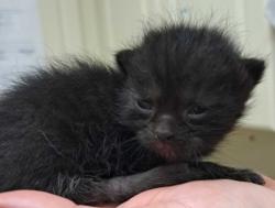Shelter Stray Female Cat last seen Sam Bell Rd Burlington 98233, Skagit County, WA, 18911 Kelleher Rd, Burlington, WA 98233, USA