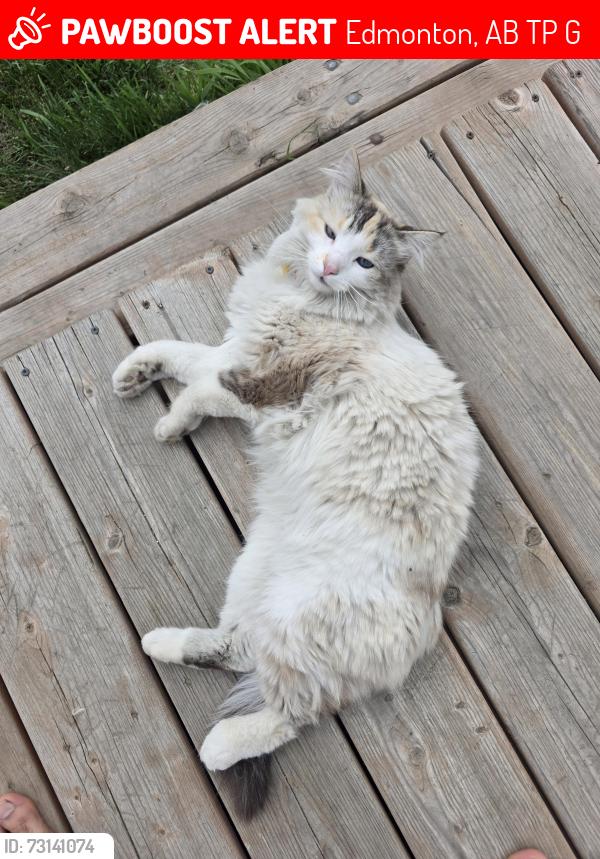 Lost Female Cat last seen Mayfield school, Edmonton, AB T5P 3G7