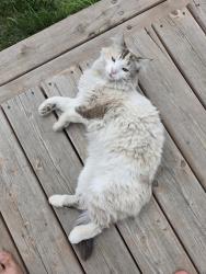 Lost Female Cat last seen Mayfield school, Edmonton, AB T5P 3G7