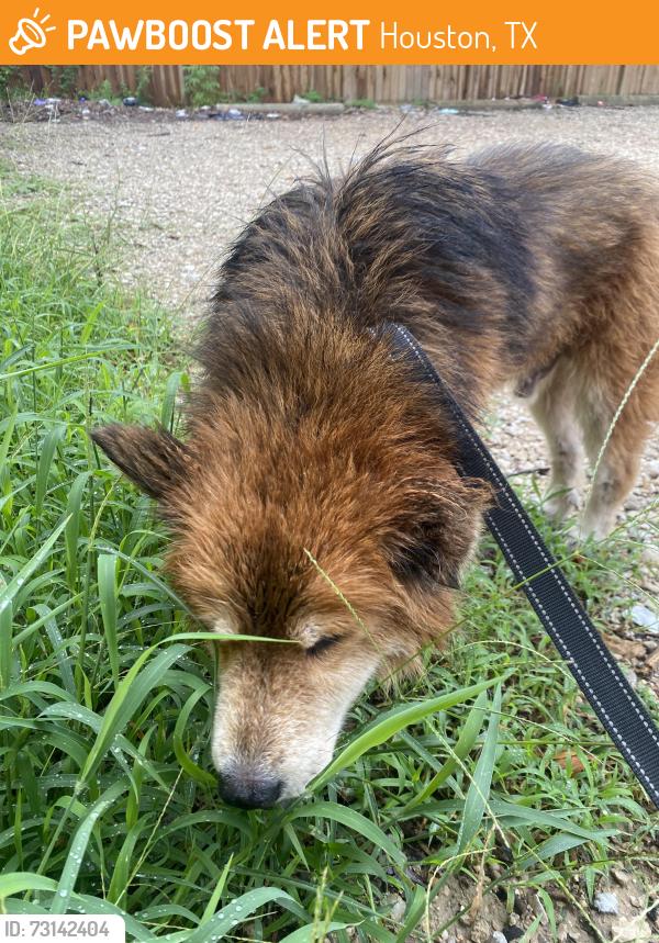 Found/Stray Male Dog last seen By the gas station of delafield st on the bridge, Houston, TX 77023