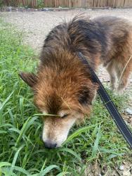 Found/Stray Male Dog last seen By the gas station of delafield st on the bridge, Houston, TX 77023