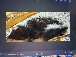Lost Male Cat last seen Tower park village, Lodi, CA 95242