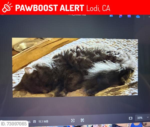 Lost Male Cat last seen Tower park village, Lodi, CA 95242