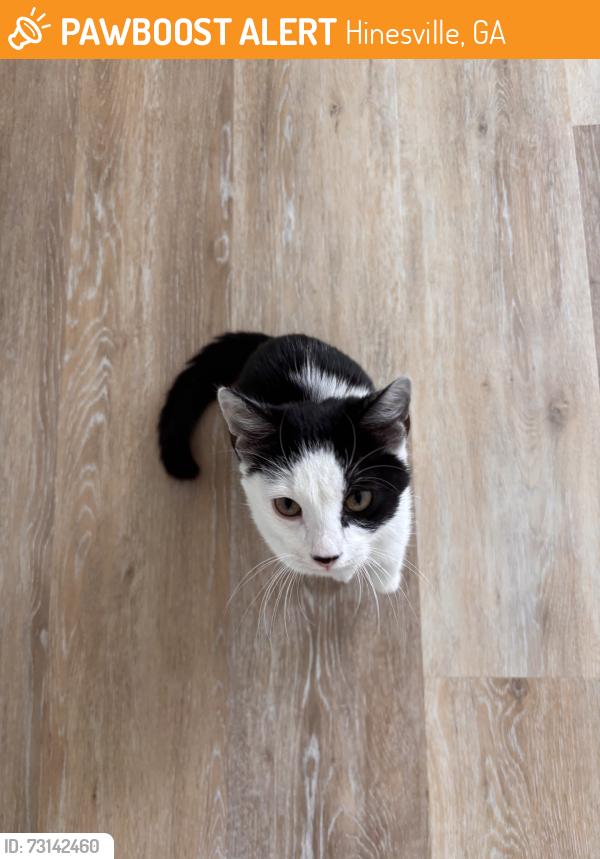 Found/Stray Unknown Cat last seen Windrow Drive, Hinesville, GA, Hinesville, GA 31313