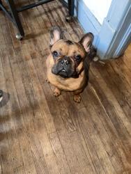 Reunited Male Dog last seen Kentucky ave and ingleside, Norfolk, VA 23502