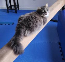 Reunited Male Cat last seen Del Mar subdivision, High Point, NC 27262