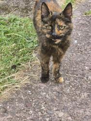 Reunited Unknown Cat last seen Near fields, Stoke-on-Trent, England 