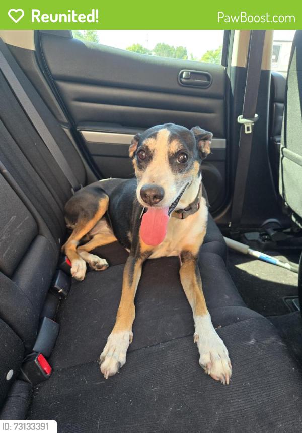 Reunited Female Dog last seen Southwest and Waston, St. Louis, MO 63139