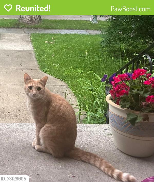 Reunited Male Cat last seen Broadway, Winnipeg, MB R3C 1Y2