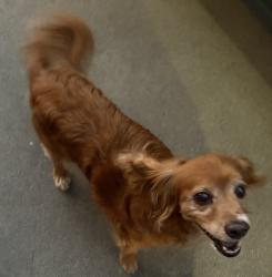 Reunited Male Dog last seen Citrus Avenue and Mauna Loa, Azusa, CA 91740