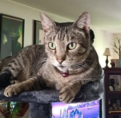 Reunited Female Cat last seen 21st and chestnut, 1915 chestnut ave, Panama City, FL 32405