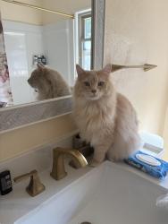 Lost Male Cat last seen S Tuckaway Dr and Abbott St, Greenfield, WI 53221