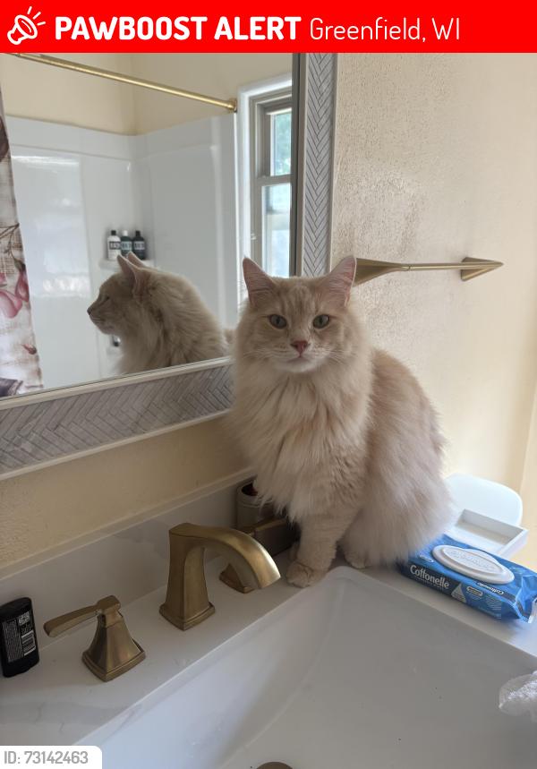 Lost Male Cat last seen S Tuckaway Dr and Abbott St, Greenfield, WI 53221