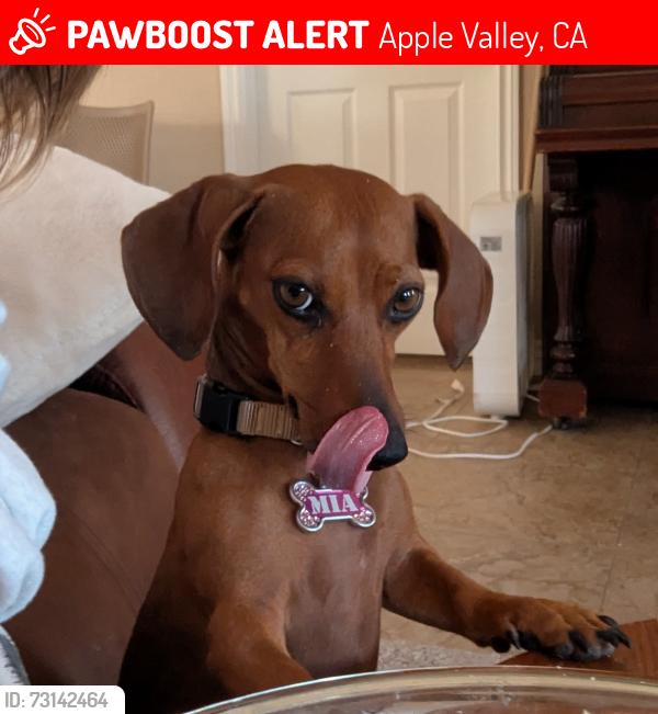 Lost Female Dog last seen Yucca loma, Apple Valley, CA 92308