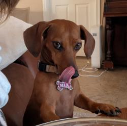 Lost Female Dog last seen Yucca loma, Apple Valley, CA 92308