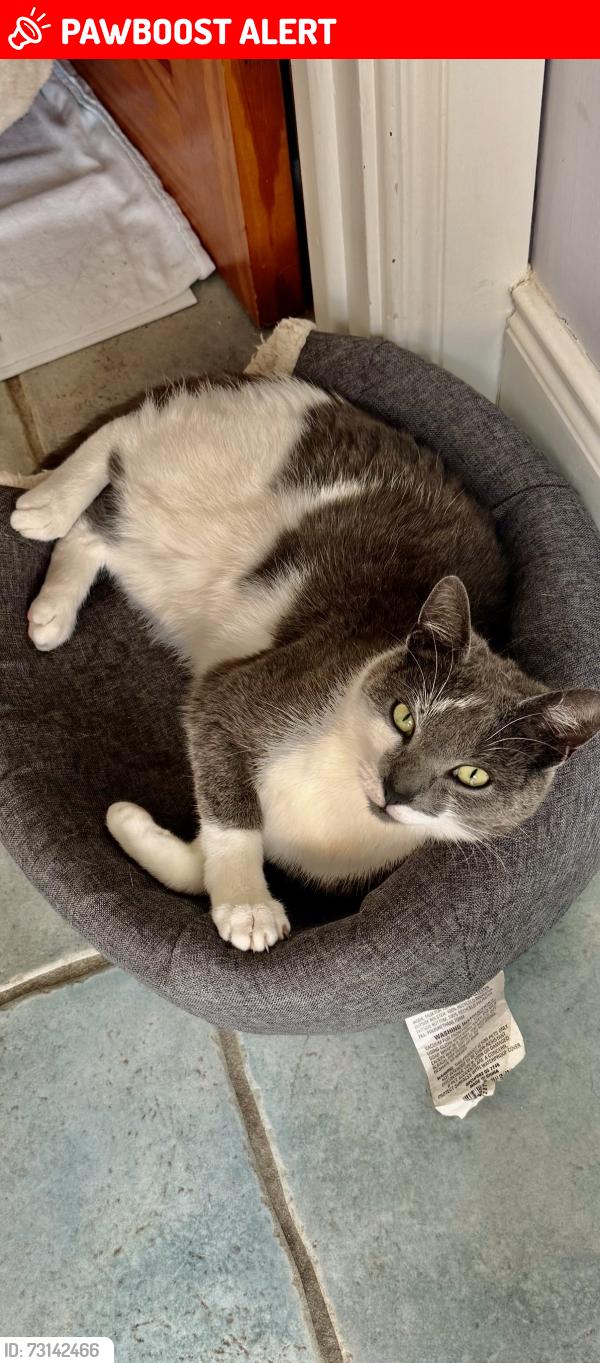 Lost Male Cat last seen Dublin Road Newry, Newry, Mourne and Down, Northern Ireland BT35 8XD